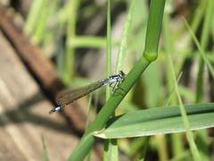 Zoniagrion exclamationis