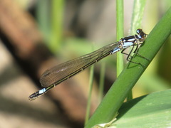 Zoniagrion exclamationis