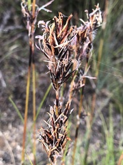 Schoenus villosus