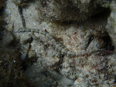 Corythoichthys intestinalis