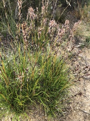 Schoenus villosus