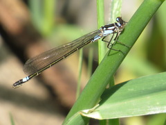 Zoniagrion exclamationis