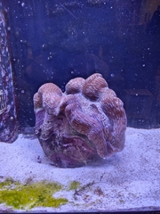 Tridacna derasa