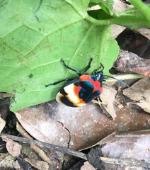 Poecilocoris latus