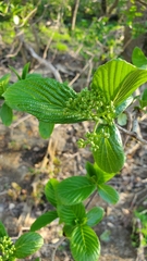 Viburnum sieboldii