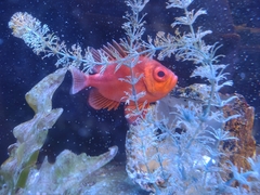 Pristigenys serrula