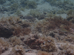 Stethojulis strigiventer