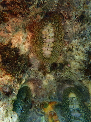 Acanthopleura gemmata