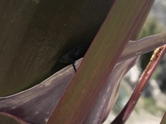 Scyphophorus yuccae