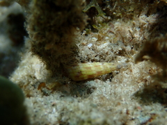 Terebra
