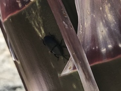 Scyphophorus yuccae
