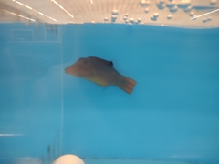 Canthigaster papua