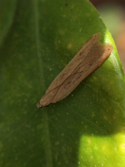 Mesophleps adustipennis