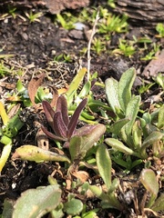 Castilleja victoriae