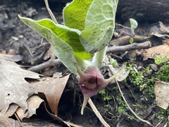 Asarum canadense canadense