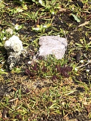 Castilleja victoriae