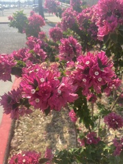 Bougainvillea