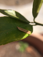 Mesophleps adustipennis