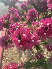 Bougainvillea