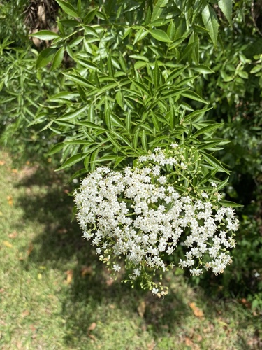 Sambucus canadensis image