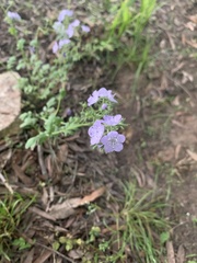 Phacelia hirsuta