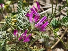 Astragalus cancellatus