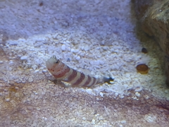 Amblyeleotris wheeleri