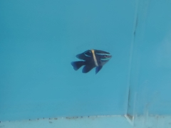 Neoglyphidodon oxyodon