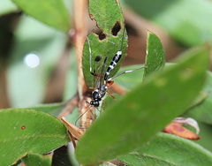 Leptobatopsis indica