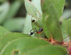 Leptobatopsis indica