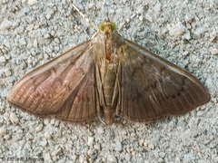 Rhectocraspeda periusalis