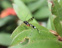 Leptobatopsis indica