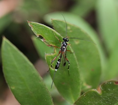 Leptobatopsis indica