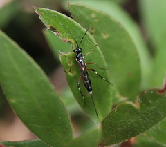 Leptobatopsis indica