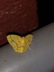 Periclina apricaria