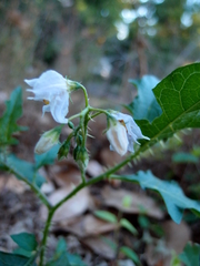 Solanum carolinense carolinense