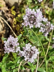 Thymus pannonicus