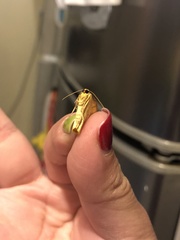Periclina apricaria