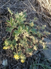 Potentilla humifusa