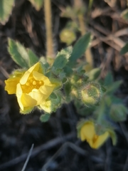 Potentilla humifusa