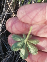 Potentilla humifusa