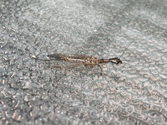 Raphidiinae