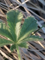 Potentilla humifusa