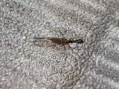 Raphidiinae