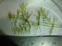 Chara submollusca