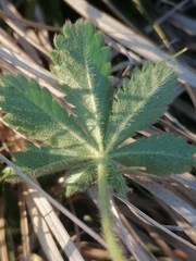 Potentilla humifusa