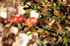 Coprosma quadrifida