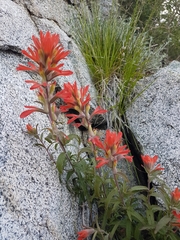 Castilleja martini martini