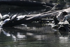 Graptemys geographica