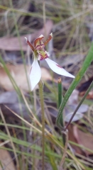 Eriochilus